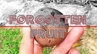 The Forgotten Fruit Behind the Fight Against Leprosy - CHAULMOOGRA FRUIT (History Unpeeled)