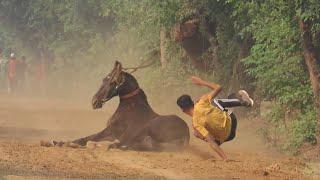 DITTUPUR JATTAN || Bareback Horse Racing || 22 Sept’24FULL VIDEO @marwarihorselovers