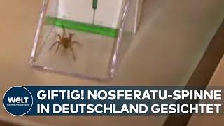 BEREITS IN BERLIN GESICHTET: Vorsicht, giftig! Nosferatu-Spinne breitet sich in Deutschland aus