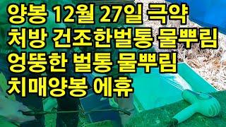 양봉 12월 27일 극약처방 건조한벌통 물뿌림 엉뚱한 벌통 물뿌림 치매양봉 에휴