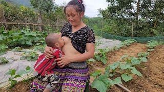 into the forest to collect bamboo shoots, harvest bamboo shoots at the end of the season, dry them