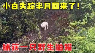 小白带着战利品回来了，在深山生存瘦了很多，无奈又心疼！【乡野志刚】