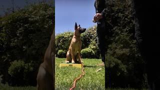 5 Month old Malinois Puppy Challenge- will he do it? #shorts #malinois #puppy #puppytraining