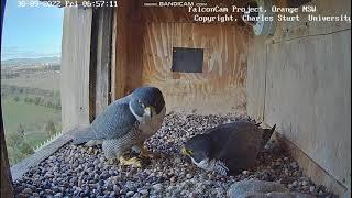 Xavier and Diamond – A Love story between 2 peregrine falcons, while they educate their both chicks