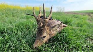 Medal Class Roebuck Hunting Romania- Jagd für grosse und abnorme Böcke Rumänien