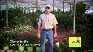 Huge Selection of Trees and Shrubs at Smith's Gardentown!