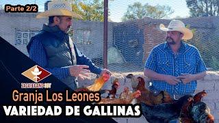 AQUÍ HABRÁ PONEDORAS, DE RANCHO Y DE ORNATO bienvenidos a granja Los Leones