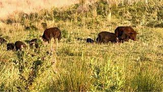 Bowhunting boars