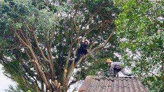 Cutting down dangerous trees threatens home safety - How to cut down trees with a chain saw