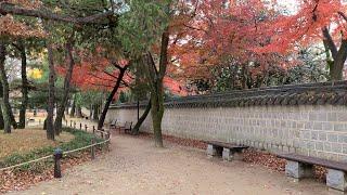 [4K] Relaxing Scenery of Autumn Leaves in South Korea, One Hour Video Makes You Relaxed.