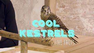 5 Facts About American Kestrels