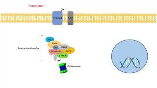 Wnt/β-Catenin Signaling Pathway | Overview, Purpose and APC Mutations