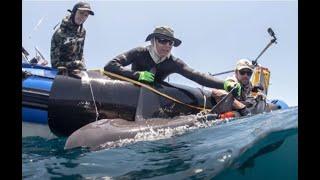 Shark Tagging in the Indian Ocean with Dr Ryan Daly