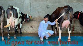 98153-59107,  15,  gawa sale area barnala