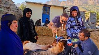 Mahmoud's special gift: several goats that make Fariba happy