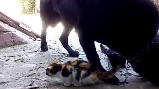 A Canadian wolf, dining alongside cats!