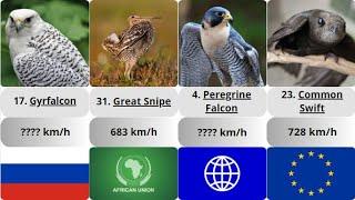 The fastest birds in the world. Some of them are as fast as a military plane.