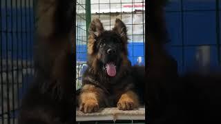 German shepherd puppy Available Subscribe to my channel ️ #l #puppylifeﷻ #mychannel # #puppyvideos