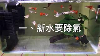 養魚先養水之魚店老闆教我的簡單換水方法大公開