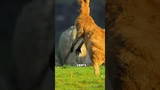 The Moment Kangaroos Met Their Old Enemy – Again #interesting #unique