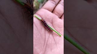 SUPER cute insects #anyuniqueanimals #animals #insects #bug #caterpillar #mantis