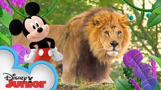 Grasslands  | Disney Animals | Mickey Mouse Funhouse | @disneyjr