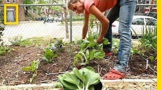 Urban Gardeners Grow Crops in Spare Spaces | National Geographic