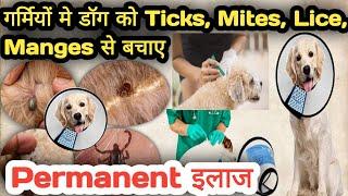 गर्मियों में Dog को Ticks से बचाने का Permanent इलाज  || Dog ticks treatment || Spot On For Dogs