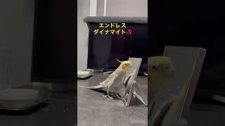 ダイナマイトどや