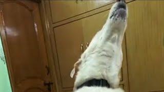 First live Chat of "bruce the white german shepherd" #doglover #pets #dog #gsd #viral #live #bruce