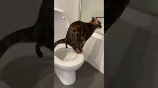 #cat poops using human toilet