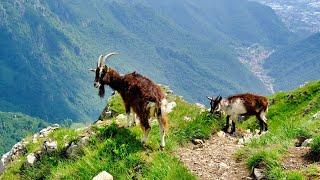 Silent Hiking in the Italian Alps