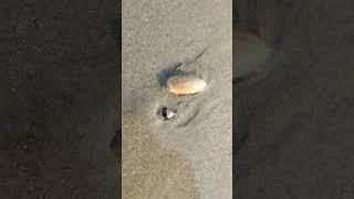 vizag beach sea shells