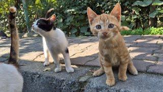 The kittens were so hungry that when they saw me, they came running and surrounded me.