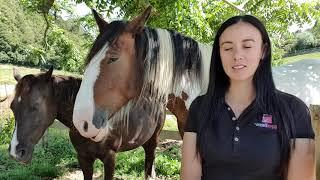 Guided Mindful Meditation with horses - on LOVE