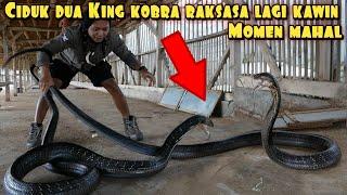 CIDUK DUA SOSOK KING KOBRA RAKSASA HITAM LAGI K4WIN