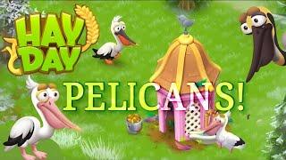 Hay Day Birds: Pelicans (Guide)