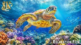 Turtle Paradise 8K ULTRA HD - Undersea Nature Relaxation Film +  Music by Peaceful Relaxation