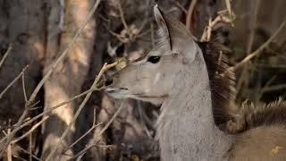 CHOBE DAY TRIP