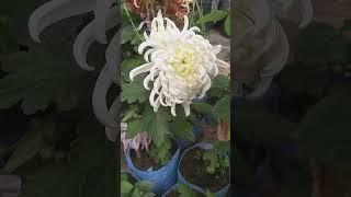 Beautiful guldawadi flower|   #flowers #garden #trending #viral #youtubeshorts #shortsfeed