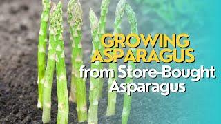 Growing Asparagus from Store-Bought Asparagus