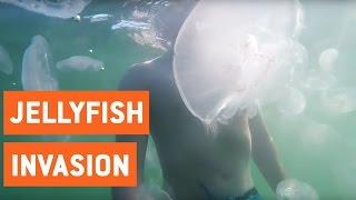 Jellyfish Invasion in San Diego | I Shall Call You Squishy