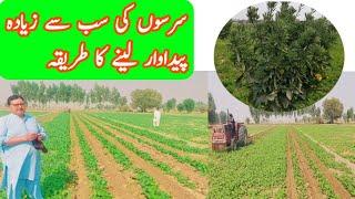 Mustard Farming techniques Raised bed sowing jadeed information TAj Zari Farm..