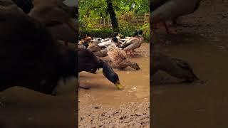 Adorable Ducks Running Around in the Mud #duck #cute