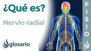 NERVIO RADIAL | Qué es, ubicación, dónde se origina,, ramificaciones, qué zonas inerva y lesiones