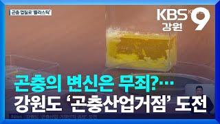 곤충의 변신은 무죄?…강원도 ‘곤충산업거점’ 도전 / KBS  2023.04.21.