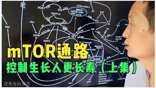 不想老就得长的慢甚至暂停生长：mTOR的抑制(上)