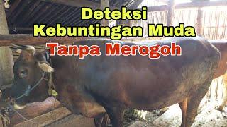 Cara Mengetahui Kebuntingan Muda tanpa Merogoh