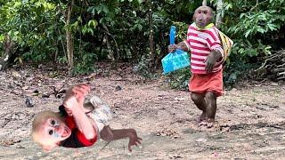 Poor baby monkey screams for hunger! ABU enlist go buy milk about take care monkey baby