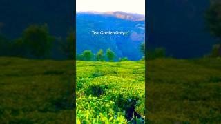 Tea garden in Ooty,Tamilnadu#ooty#southindia#tamilnadu#teagarden#nature#foryou